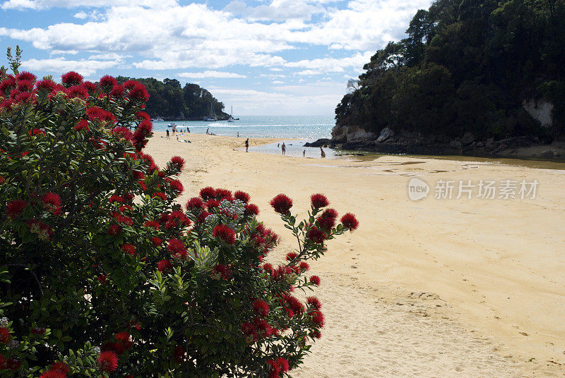 新西兰Pohutukawa &海景